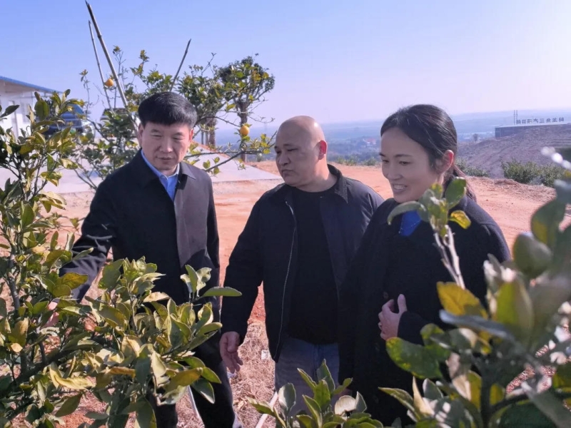 �ޱ�ʤ����������д弯�徭�÷�չ����